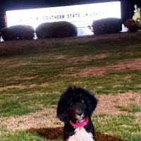 Arkansas Veterinary Clinic ico