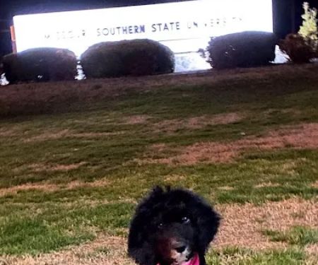 Arkansas Veterinary Clinic