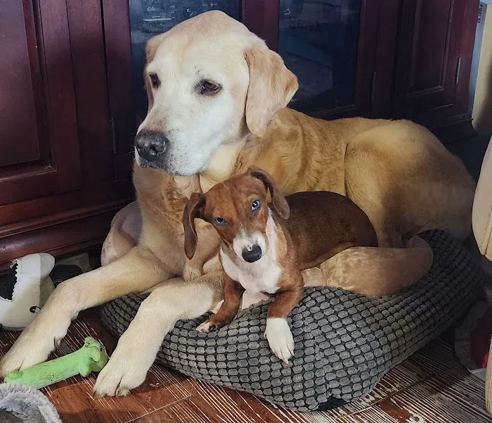 Arkansas Veterinary Clinic Picture 6