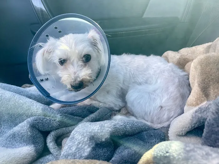 Arkansas Veterinary Clinic Picture 4