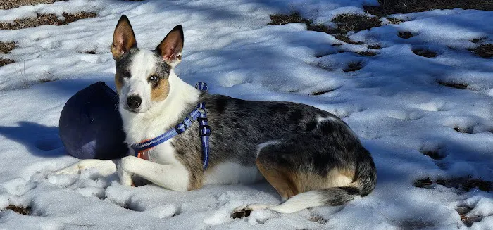 Arkansas Veterinary Clinic Picture 7