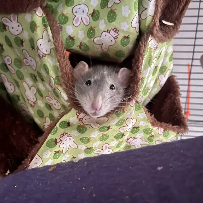 Best Friends Pet Clinic Picture 1