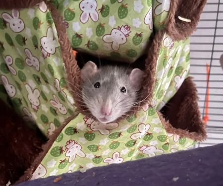 Best Friends Pet Clinic