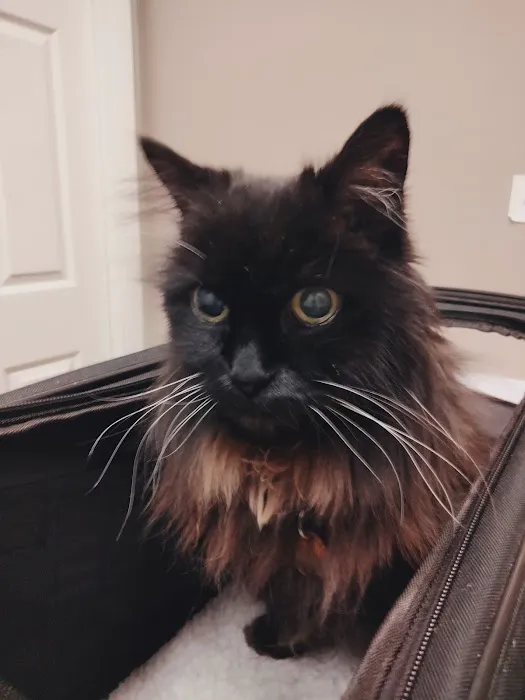 Best Friends Pet Clinic Picture 8