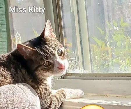 Vetco Total Care Animal Hospital