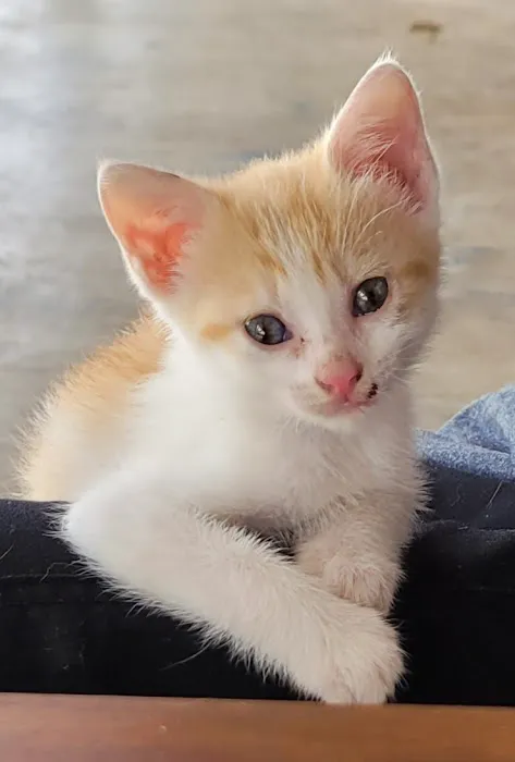 Vetco Total Care Animal Hospital Picture 2