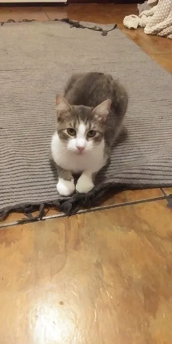 Vetco Total Care Animal Hospital Picture 6