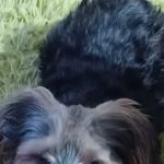 Fianna Hills Pet Hospital