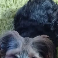 Fianna Hills Pet Hospital ico