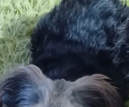 Fianna Hills Pet Hospital