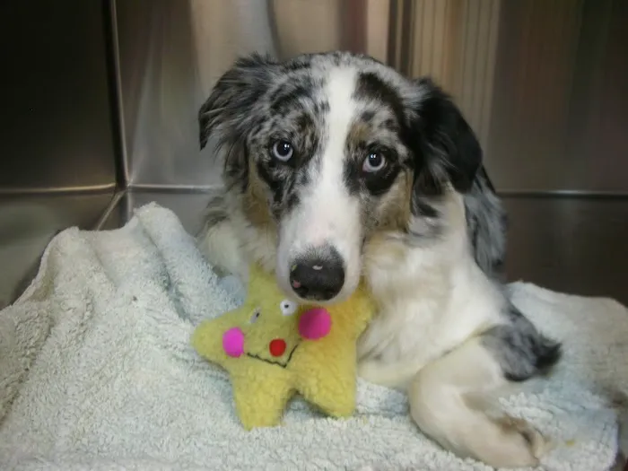 Fianna Hills Pet Hospital Picture 3