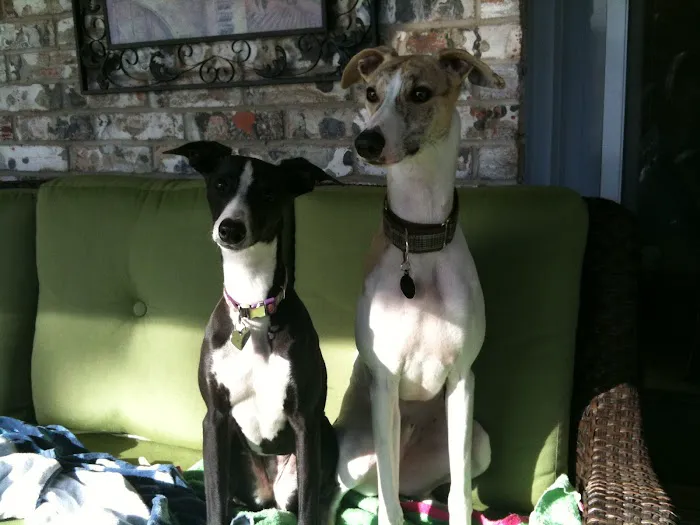 Fianna Hills Pet Hospital Picture 9