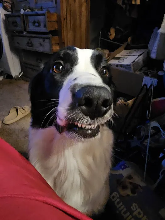 Kitties & Kanines Pet Resource Center, Inc. Picture 1