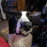 Kitties & Kanines Pet Resource Center, Inc. ico