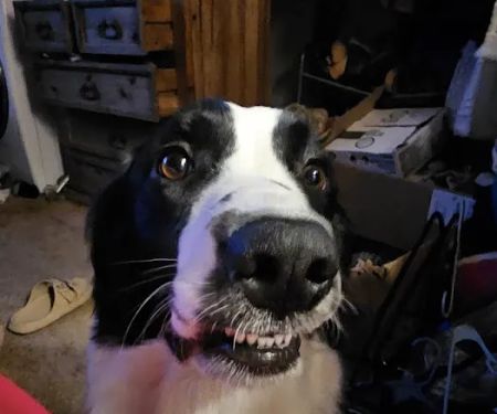 Kitties & Kanines Pet Resource Center, Inc.