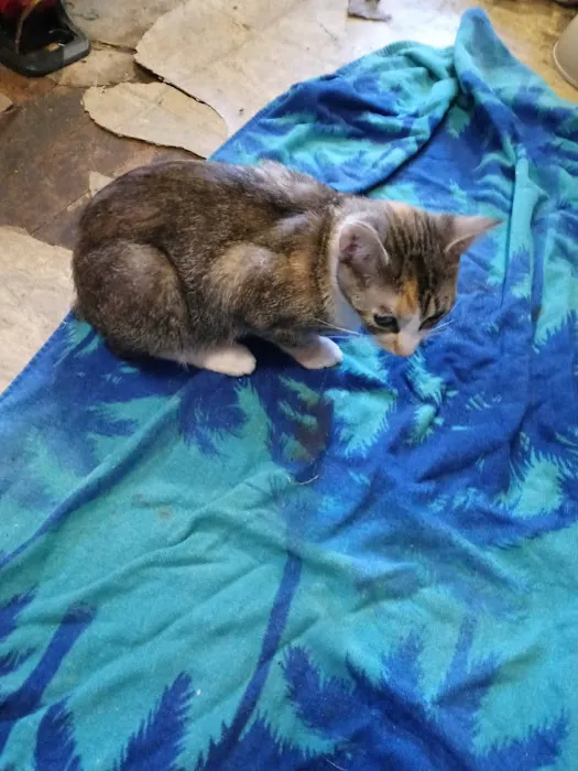 Kitties & Kanines Pet Resource Center, Inc. Picture 2