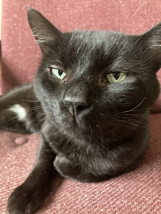 Kitties & Kanines Pet Resource Center, Inc. Picture 5