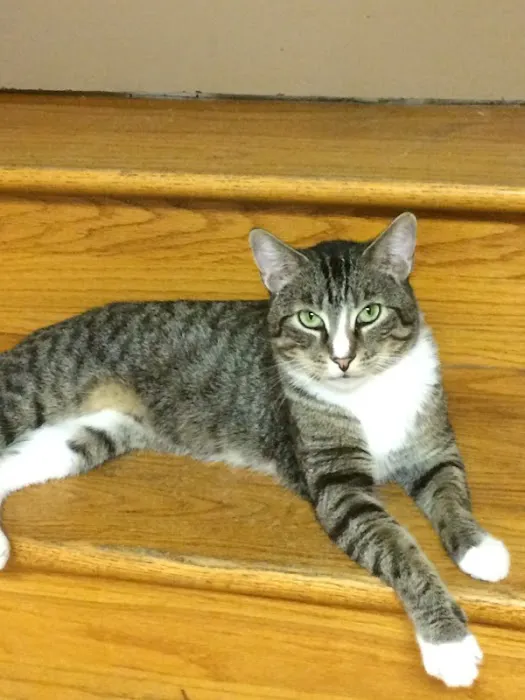 Kitties & Kanines Pet Resource Center, Inc. Picture 4