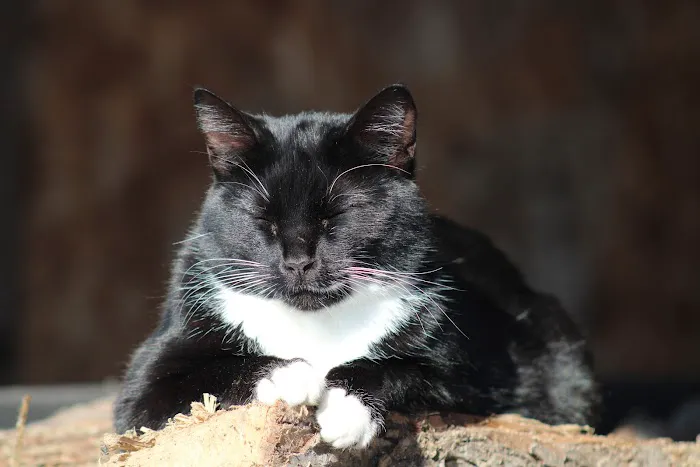 Hubler Veterinary Service Picture 2