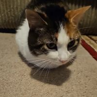 Hubler Veterinary Service ico