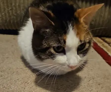 Hubler Veterinary Service