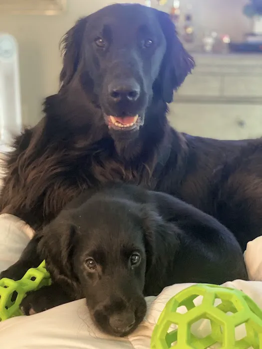 Crestwood Crossing Animal Hospital, LLC Picture 3