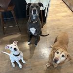 Crestwood Crossing Animal Hospital, LLC