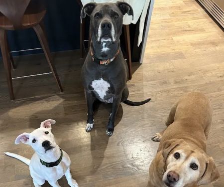 Crestwood Crossing Animal Hospital, LLC