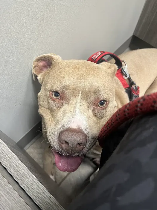 Crestwood Crossing Animal Hospital, LLC Picture 2