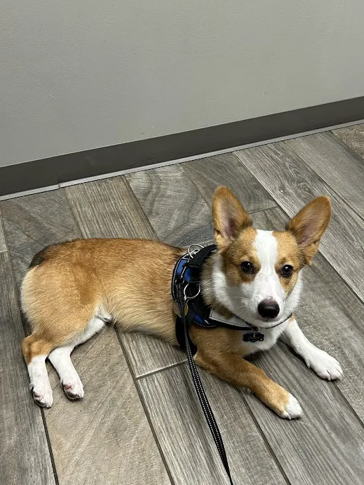 Crestwood Crossing Animal Hospital, LLC Picture 5