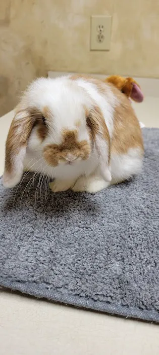 Forest Trails Animal Hospital Picture 2