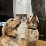 Forest Trails Animal Hospital