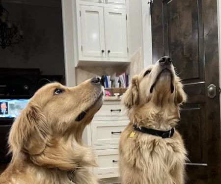 Forest Trails Animal Hospital