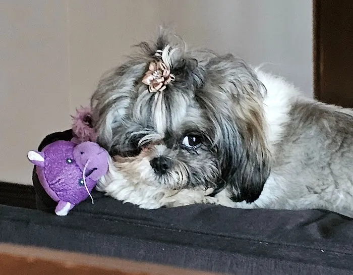 Forest Trails Animal Hospital Picture 4