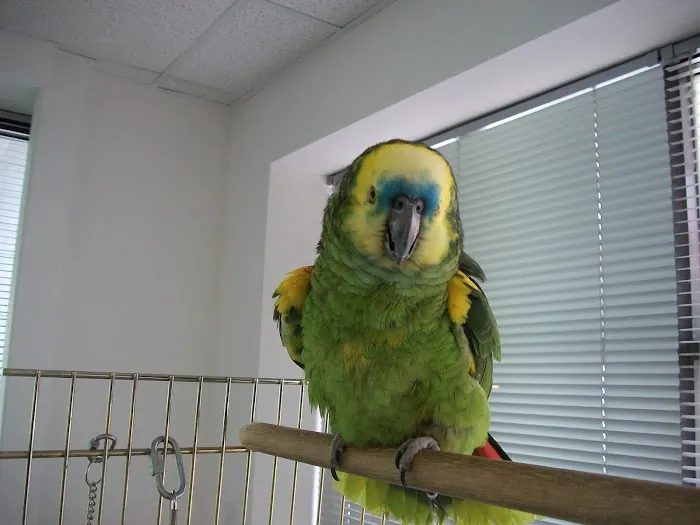 Forest Trails Animal Hospital Picture 8