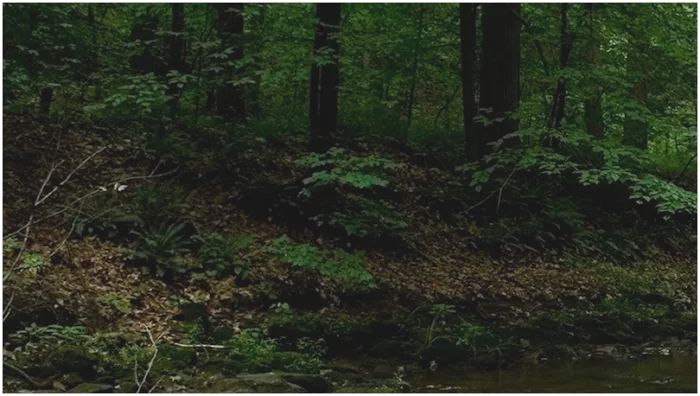 Forest Trails Animal Hospital Picture 9