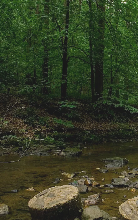 Forest Trails Animal Hospital Picture 10