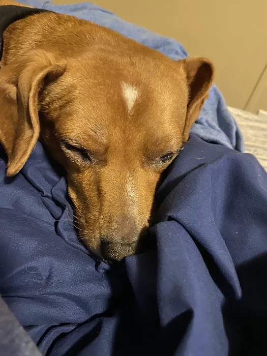 Horizon Animal Hospital Picture 2