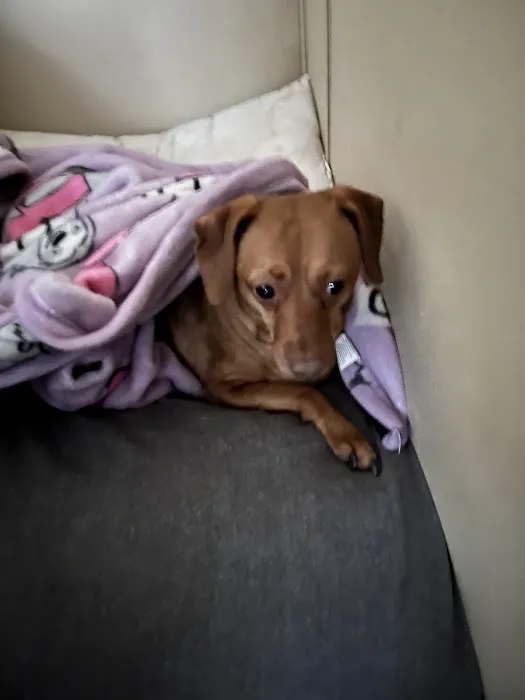 Horizon Animal Hospital Picture 1