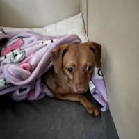 Horizon Animal Hospital ico