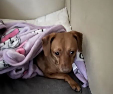 Horizon Animal Hospital