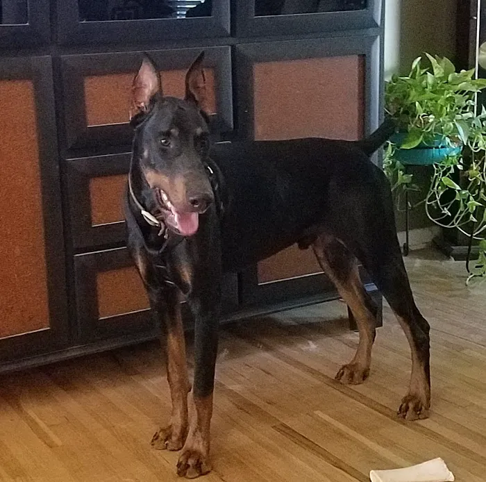 Horizon Animal Hospital Picture 10