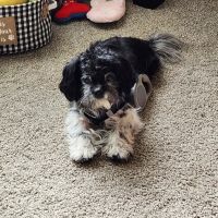 Chimney Hills Animal Hospital ico