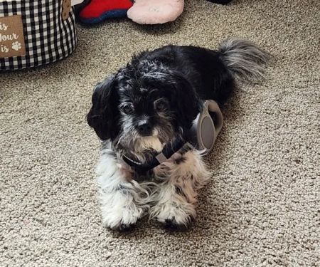 Chimney Hills Animal Hospital