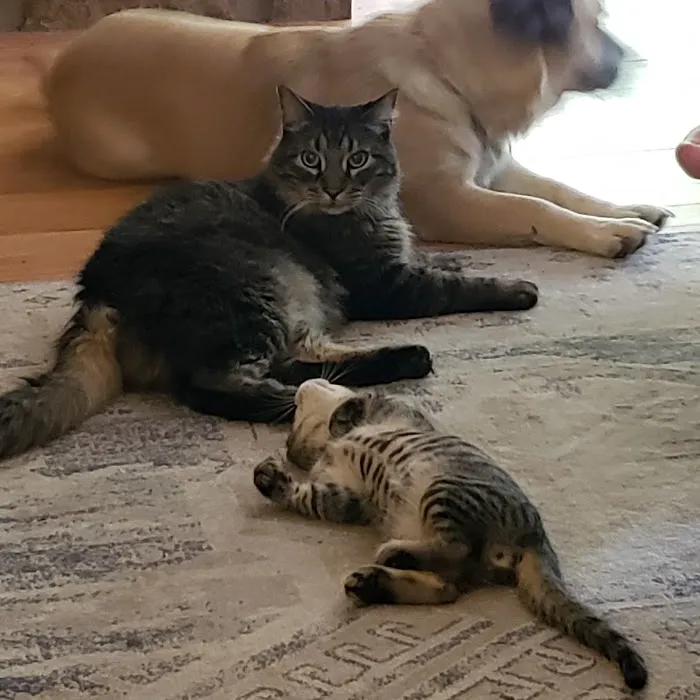 Chimney Hills Animal Hospital Picture 7