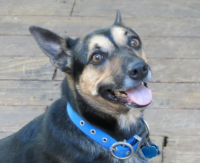 Chimney Hills Animal Hospital Picture 8