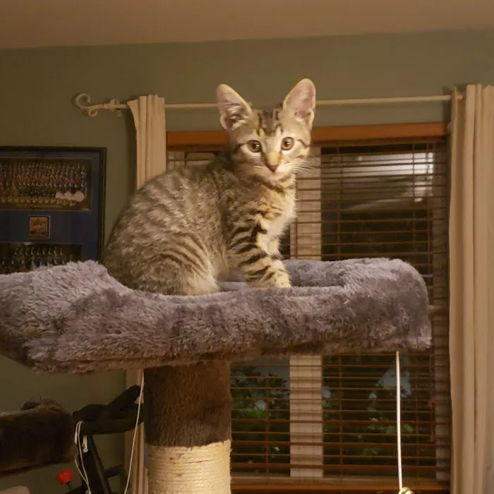 Chimney Hills Animal Hospital Picture 9