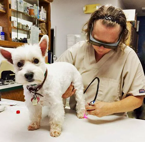 Hunters Glen Veterinary Hospital Picture 5