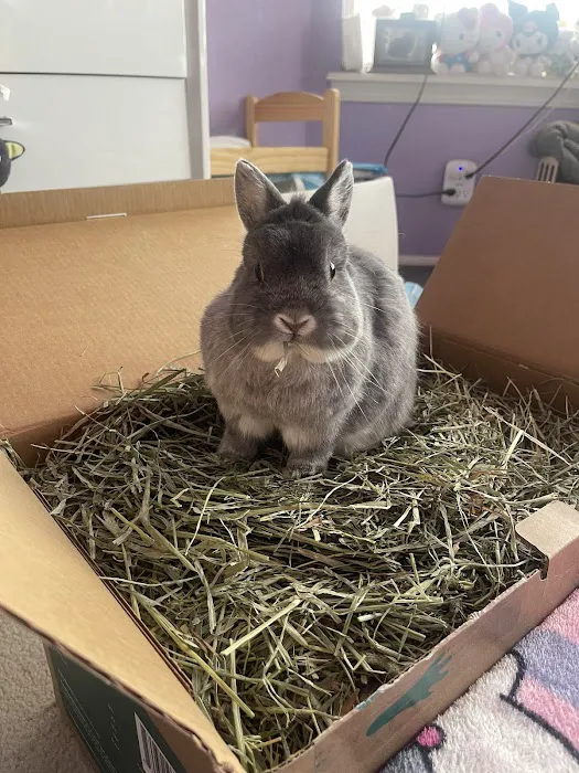 STATVet Animal Urgent Care at Riverside Picture 1