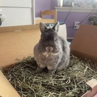 STATVet Animal Urgent Care at Riverside ico